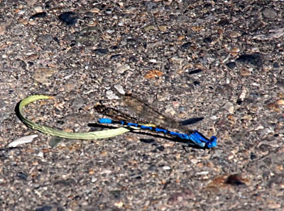 [Closeup of a dragonfly with a light-blue body with black wings sitting on the ground.]